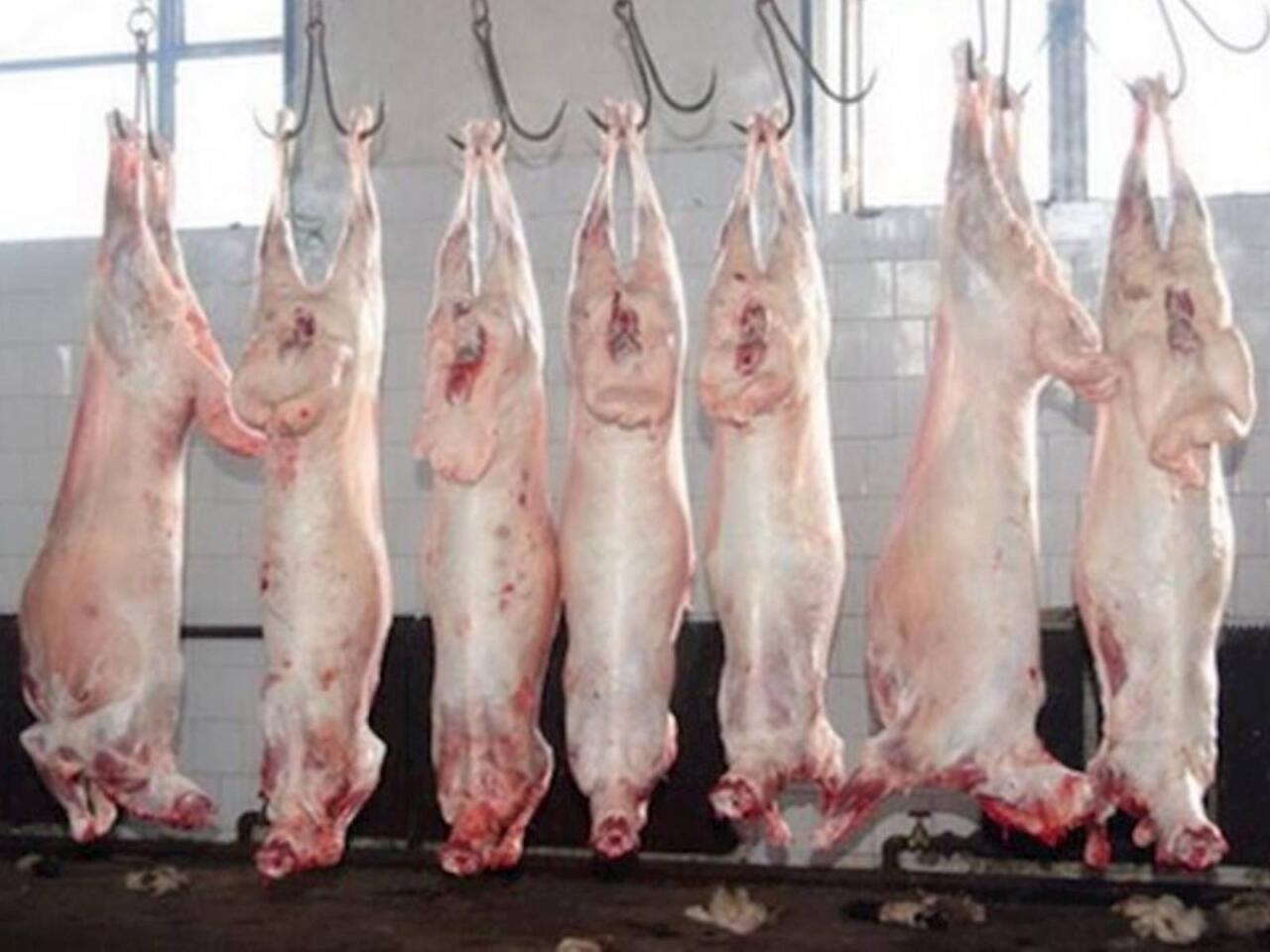 Monqol quzularının kəsilmə şəraiti  "Ən &ccedil;ox restoranlar alır"  VİDEO