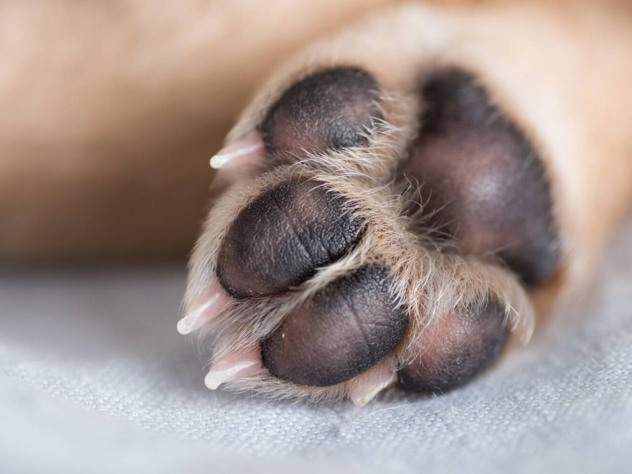 Yeni infeksiya yayılır  İtlərdən ke&ccedil;ir