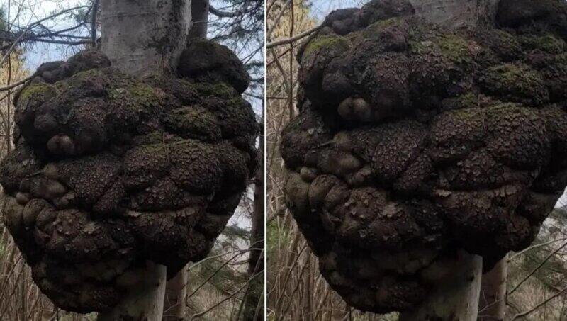 Ov&ccedil;u meşədə gəzərkən tapdı: Dəyəri qızıl ilə m&uuml;qayisə olunur