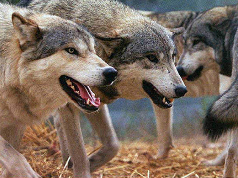 Canavar h&uuml;cumları sakinləri təşvişə saldı