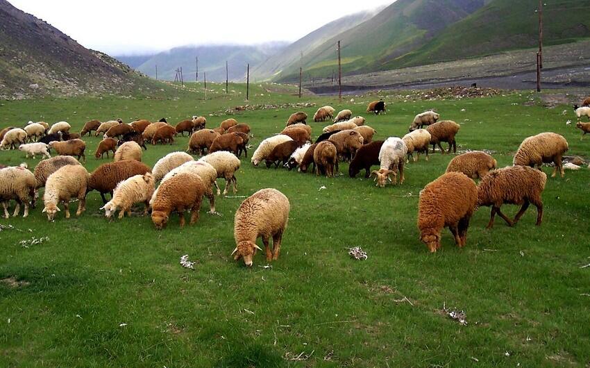 Qurbanlıq heyvanı onlayn qaydada almaq mümkündür 