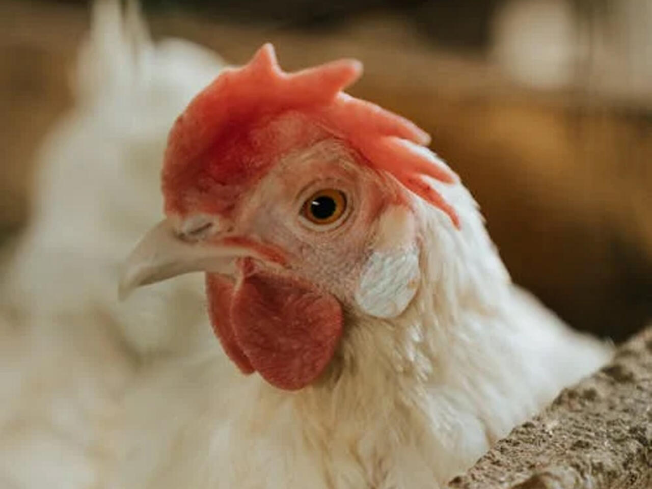 Boşanan cütlük 29 toyuğu bölüşdürə bilmədi  Məhkəmədə görün nə təklif etdilər