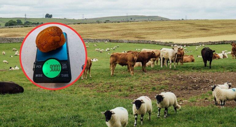 Azərbaycanda malqaranın i&ccedil;indəki daş 9000 min manata satılır  FOTO