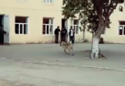 Goranboyda məktəbdə it xadiməyə hücum etdi