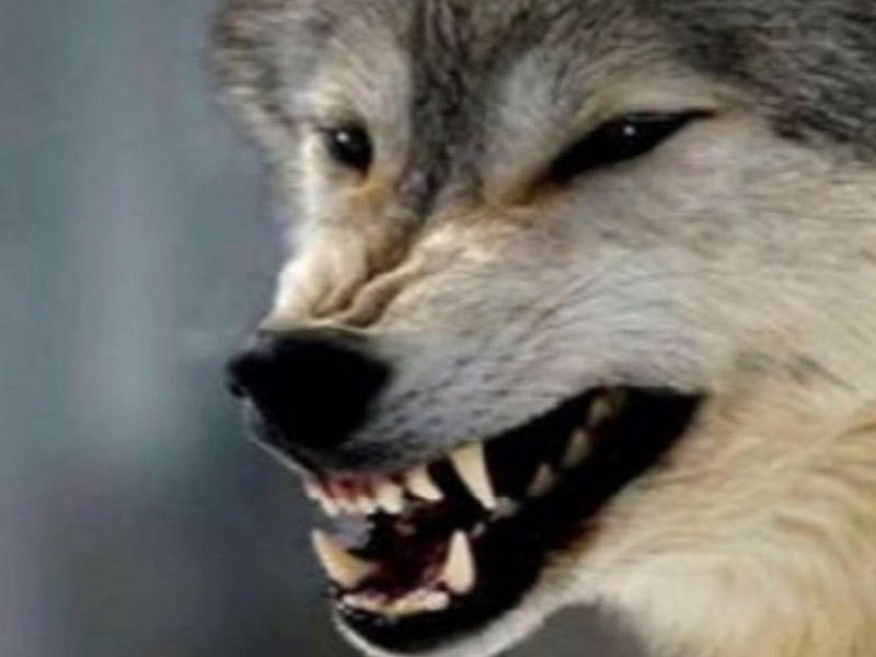 Lənkəran və Masallıda canavarlar kəndlərə h&uuml;cum edib