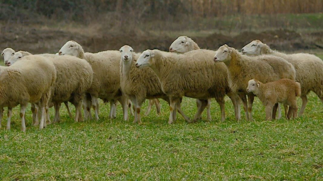 Heyvanı qam&ccedil;ı ilə d&ouml;yən &ccedil;oban məsuliyyətə cəlb edildi 