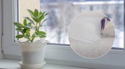 Plastik pəncərə altlığını ağardan vasitə