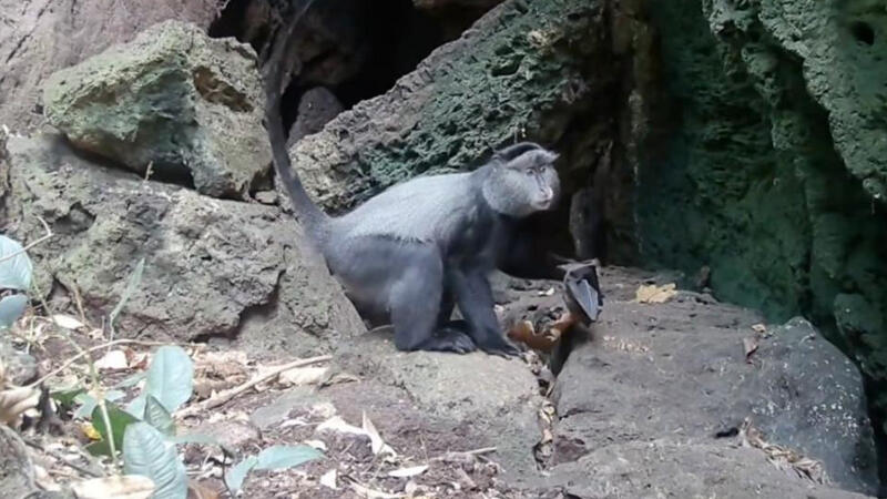 Alimlər yırtıcıların ölümcül virusları yarasalardan insanlara necə ötürdüyünü aşkar etdi