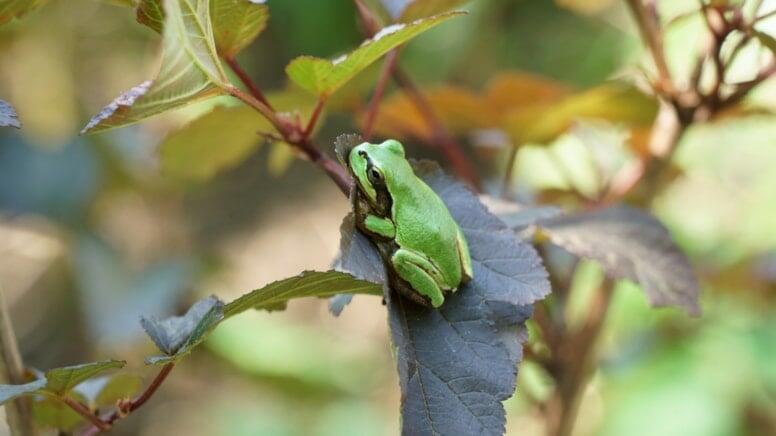 Xər&ccedil;əng xəstəliyində qurbağa m&ouml;c&uuml;zəsi  Şişləri yox edir