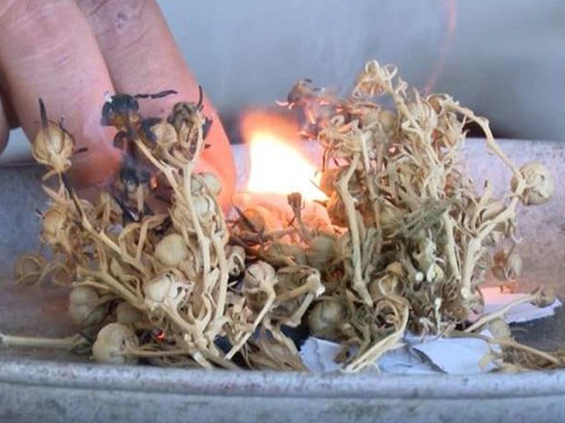 Evdə yandırdığımız bu bitkinin tərkibi NARKOTİK İMİŞ  Hamıda var  Nazirlikdən XƏBƏRDARLIQ