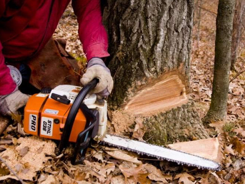 Bakının mərkəzində ağac kəsildi, cinayət işi a&ccedil;ıldı