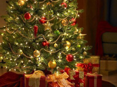 Yeni İl şam ağacları xəstəlik yayır? 