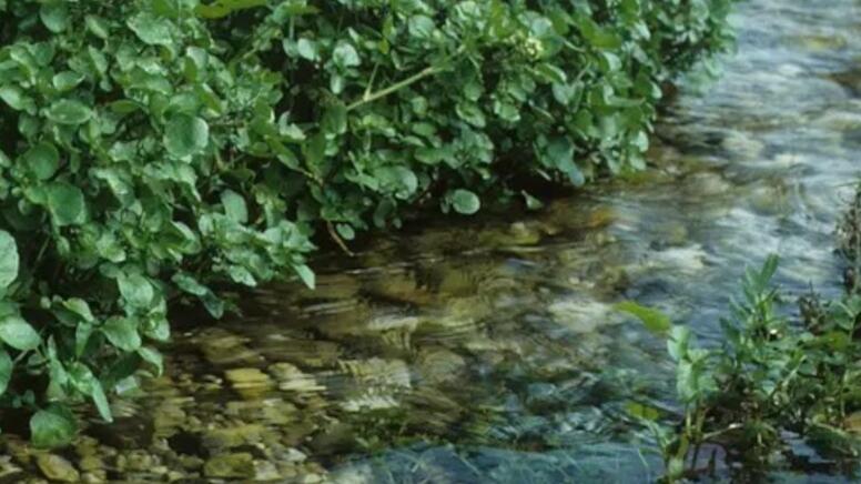 Nə &ccedil;uğundur, nə brokoli, nə də ispanaq: D&uuml;nyanın ən sağlam tərəvəzi a&ccedil;ıqlandı