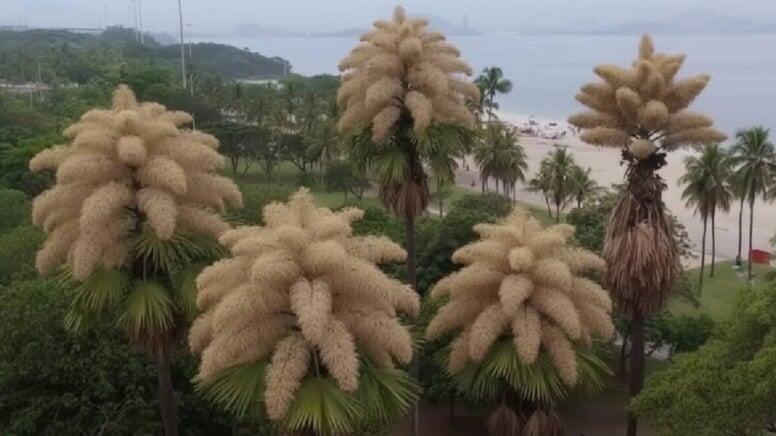 &Ouml;mr&uuml;ndə yalnız bir dəfə &ccedil;i&ccedil;ək a&ccedil;an ağac: 80 ildən bir baş verən m&ouml;c&uuml;zə