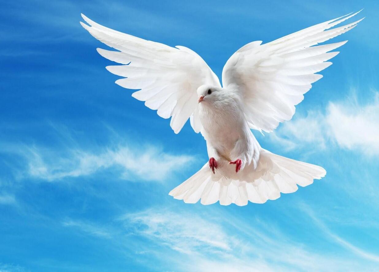 G&ouml;yər&ccedil;in hara u&ccedil;acağını necə bilir?  Alimlər qulağında g&ouml;r&uuml;n nə tapdı