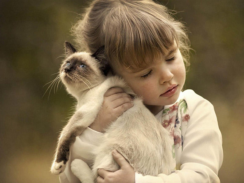 Bu 3 B&uuml;rc pişiklərlə eyni enerjidən qidalanırlar