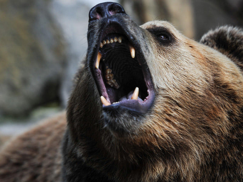 Qubada ayılar kəndin i&ccedil;ində gəzirlər