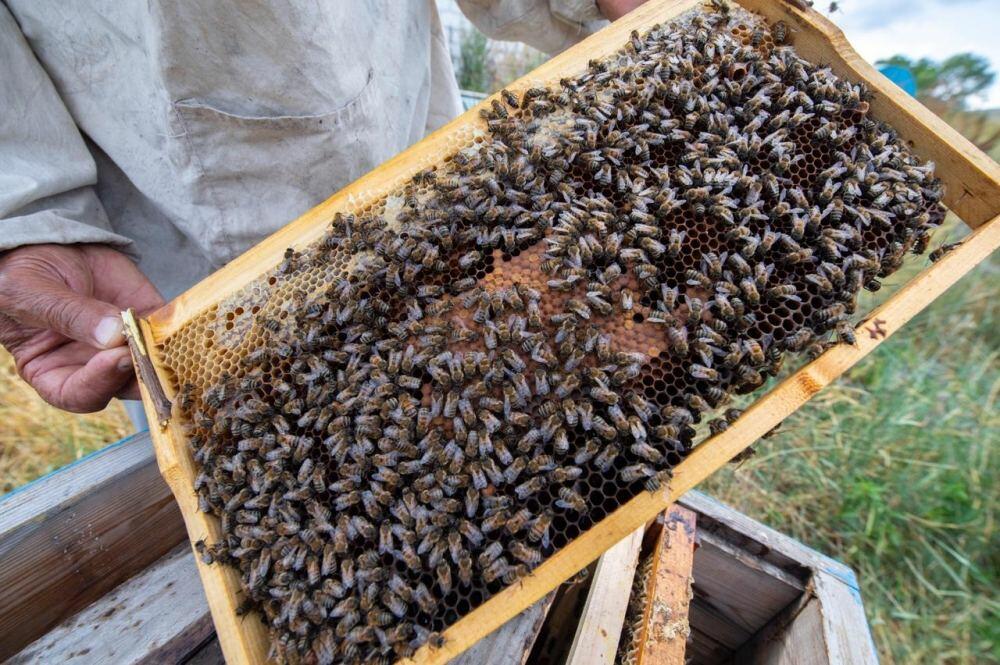 Azərbaycanda arı ailələri niyə məhv olur? 