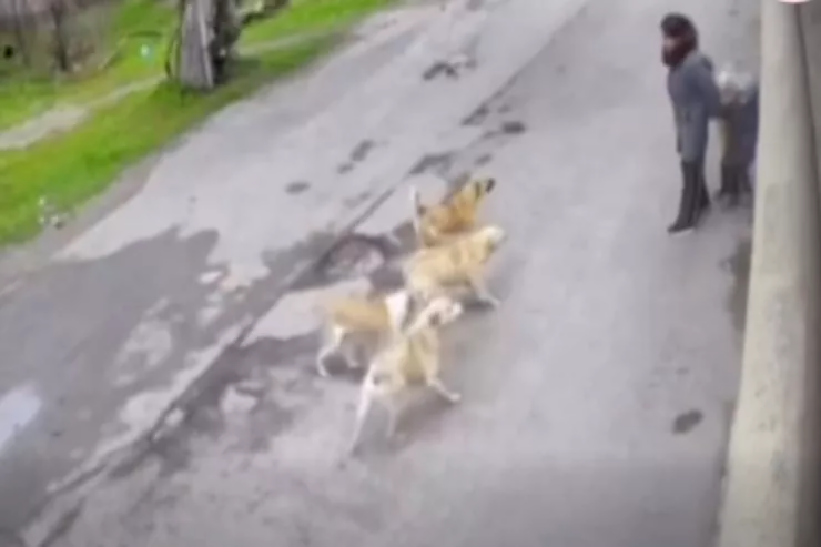 Bakıda k&uuml;&ccedil;ə itləri ana və &ouml;vladlarına h&uuml;cum etdi 