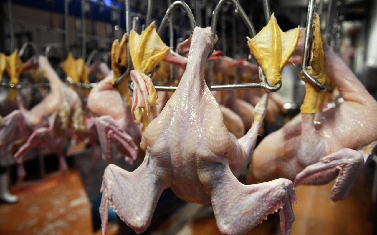 Bu toyuqları almayın   A&Ccedil;IQLAMA