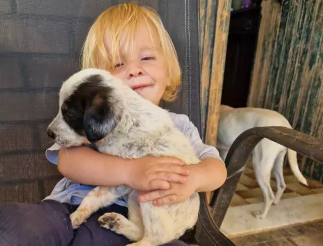 Balacalıqdan b&ouml;y&uuml;td&uuml;kləri pitbul 2 yaşındaki uşaqlarını &ouml;ld&uuml;rd&uuml;  FOTO