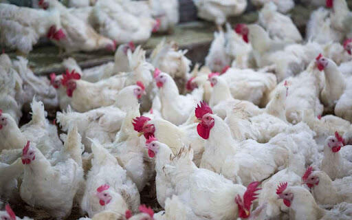 Toyuq əti bahalaşacaq? 