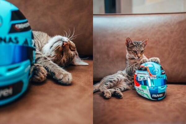 Bakıda k&uuml;&ccedil;ədə yatan pişik bir g&uuml;nə "d&uuml;nya ulduzu" oldu  VİDEO  FOTO