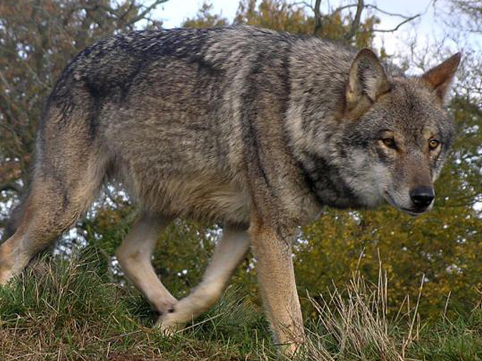 K&uuml;rdəmirdə canavarlar kəndə h&uuml;cum edib