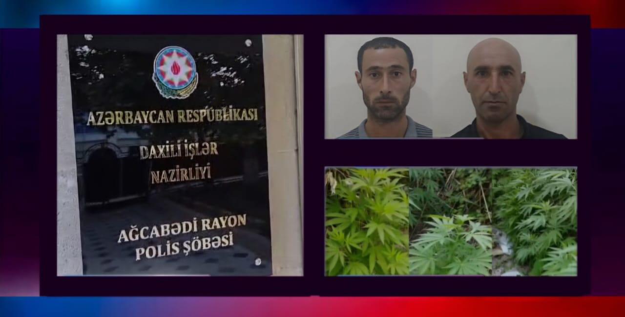 Çətənə bitkilərinin kultivasiyasını təşkil edən şəxslər saxlanıldı  VİDEO