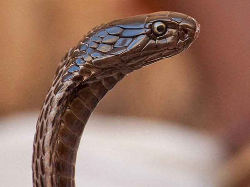 İlan zəhərinin &ouml;ld&uuml;rə bilmədiyi yegane heyvanla bağlı maraqlı faktlar