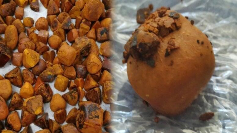 İnəkdən &ccedil;ıxan xəzinə: Tapan varlanır, qiyməti qızılı ikiqat &uuml;stələyir