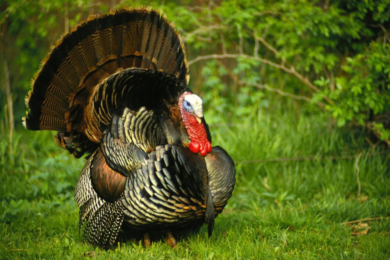 Bazarlarda &ldquo;hinduşka&rdquo;nın qiyməti ne&ccedil;əyədir?