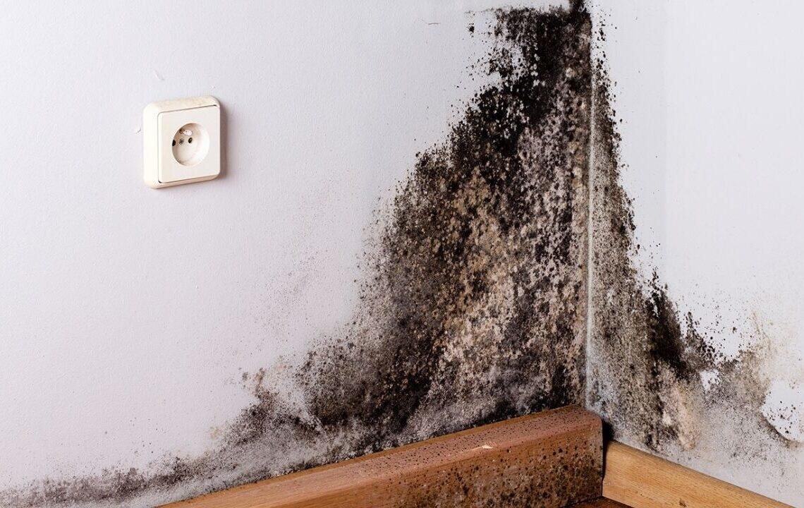 Məhlulu divara &ccedil;əkin və 20 dəqiqəyə kif tamamilə yox olur