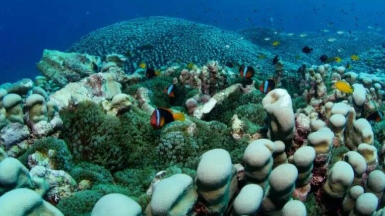 Dəniz altında d&uuml;nyanın ən b&ouml;y&uuml;k koloniyası tapıldı! 4 min kvadratmetr sahəni əhatə edir
