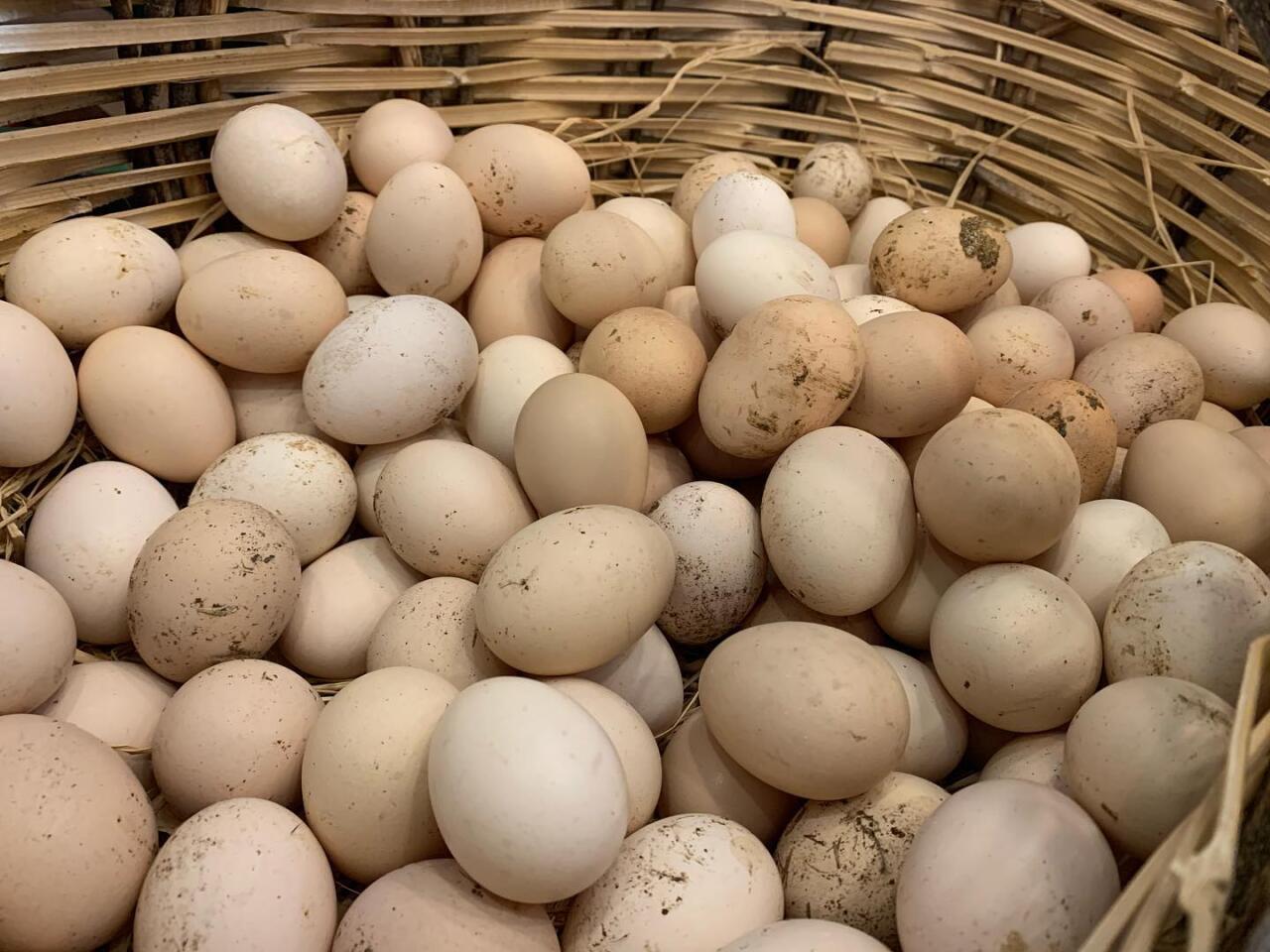 Kənd yumurtası kəskin BAHALAŞDI