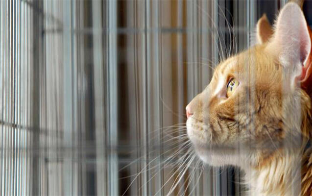 Elm d&uuml;nyasında inqilab: Pişiklər xər&ccedil;əng m&uuml;alicəsində a&ccedil;ar rolunu oynaya bilər