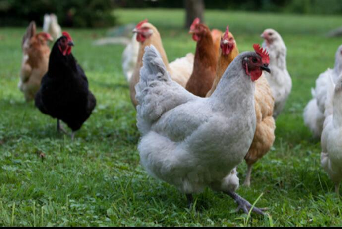 Kənd toyuğunun dadı gəlsə də, xaricdən gətirilir  Qiyməti 34 manatdır