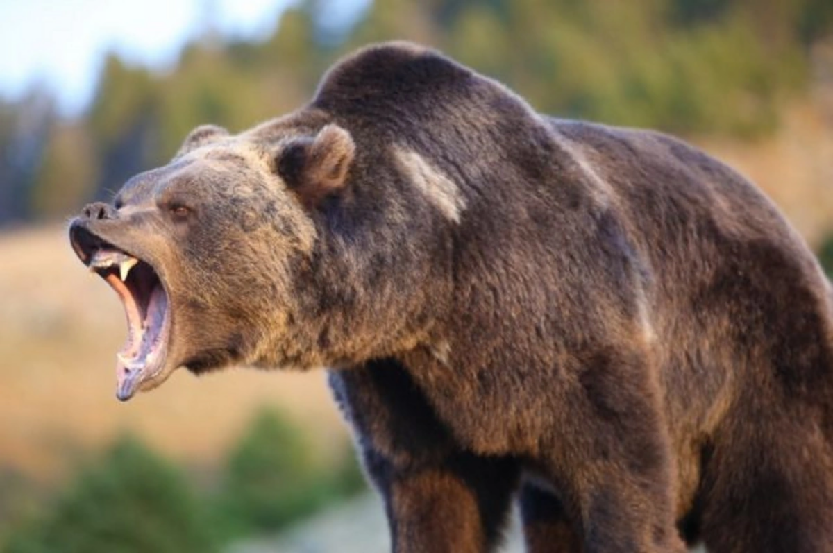 Qubada ayılar daha bir kəndə h&uuml;cum etdilər  Təhl&uuml;kə b&ouml;y&uuml;y&uuml;r