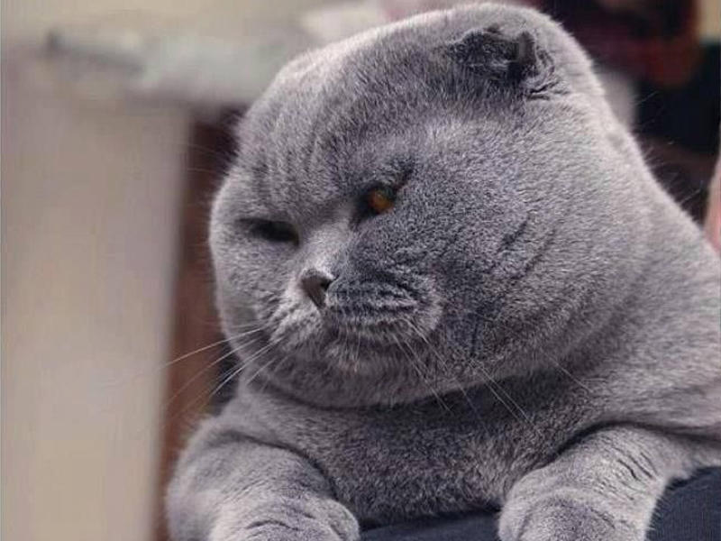 2 milyon pişiyi &ouml;ld&uuml;rəcəklər  Quşları yeyir deyə