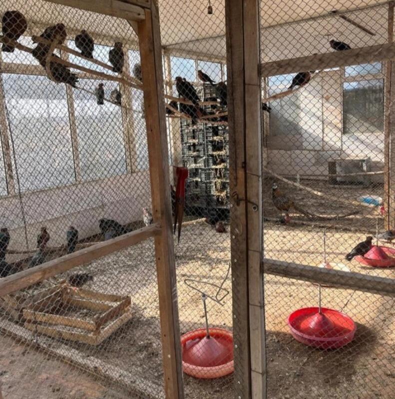 Restoranda saxlanılan heyvanlar aidiyyəti &uuml;zrə təhvil verildi