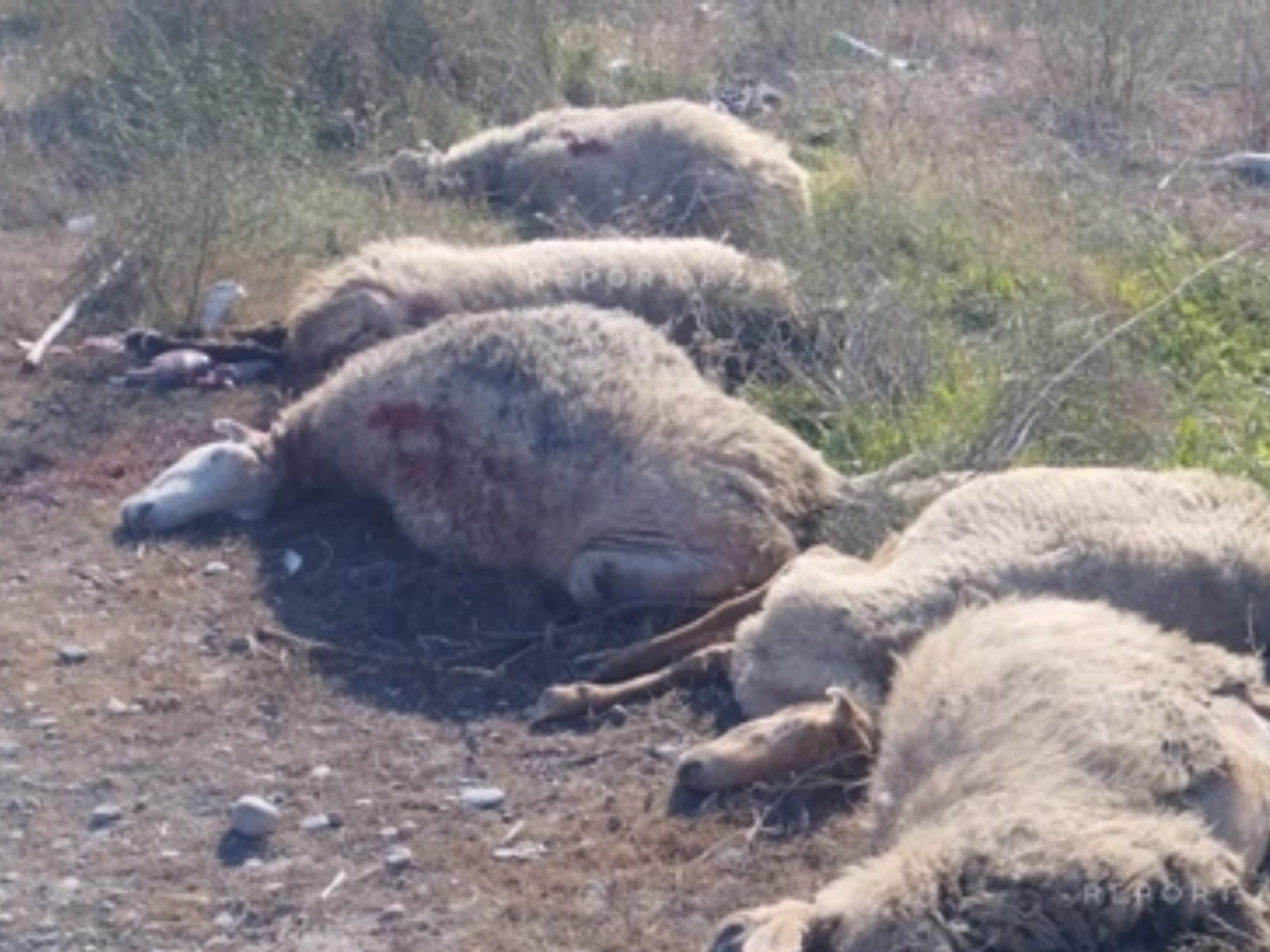 Kürdəmirdə mikroavtobus heyvan sürüsünə çırpılıb, 10 baş qoyun tələf olub 