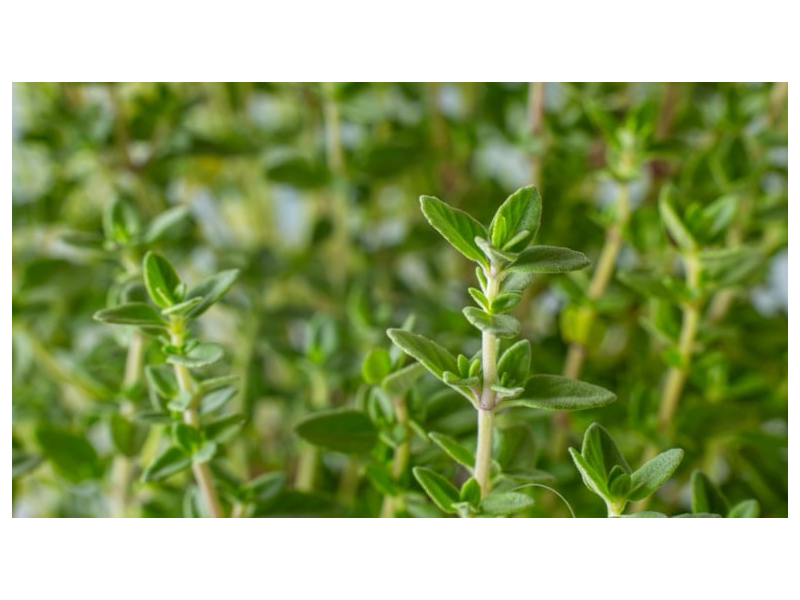 Bu torpaqlarda yetişir: Təpədəndırnağa antibiotik anbarı &ccedil;ıxdı!