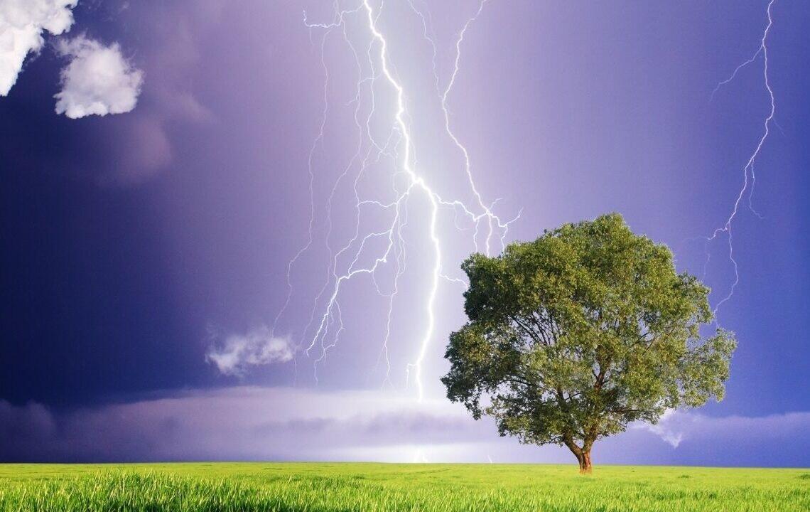 Evin h&uuml;zurunu qa&ccedil;ıran ağaclar: M&uuml;təxəssislərdən ciddi xəbərdarlıq