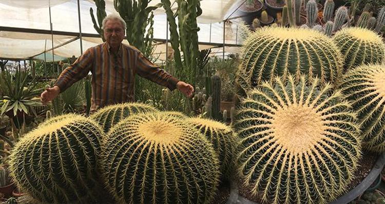 Kaktusu belə &ccedil;i&ccedil;əkləndirən &uuml;sul: Dib&ccedil;əyə sadəcə 1 par&ccedil;a əlavə edin