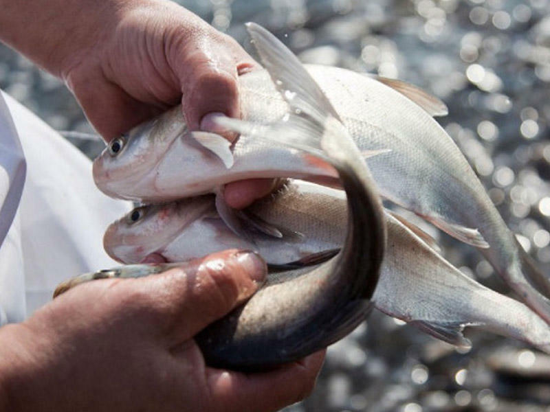 Balığı bı&ccedil;aqsız, saniyələr i&ccedil;ində təmizləmək &Uuml;SULU
