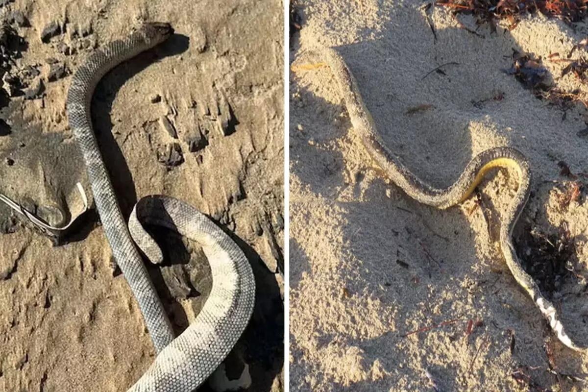 Qiyamət əlaməti  birbir sahilə &ccedil;ıxırlar 