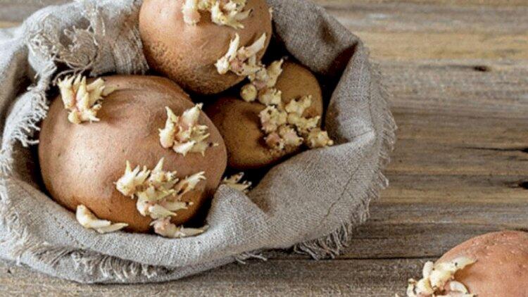 Kartof tez c&uuml;cərir?  Bu &uuml;sullarla aylarla təzə saxlayın