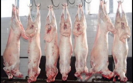 Monqol quzularının kəsilmə şəraiti  "Ən &ccedil;ox restoranlar alır"  VİDEO