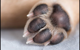 Yeni infeksiya yayılır  İtlərdən ke&ccedil;ir