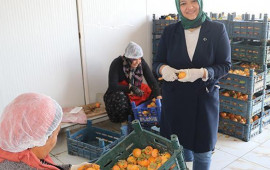 İş&ccedil;idən sahibkarlığa: Xurmanın g&uuml;c&uuml; ilə Kanada bazarına &ccedil;ıxdı 